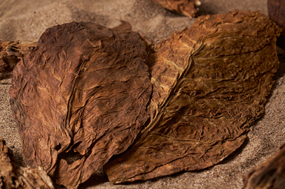 Tobacco Leaf
